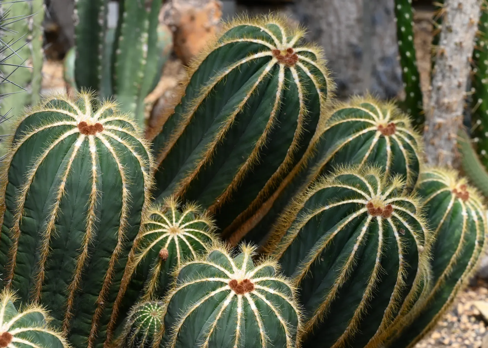 Balloon Cactus (Parodia Magnifica) — reaching 18 inches in height and 6 inches in diameter; growing to a height of around 6 to 12 inches and, image 50