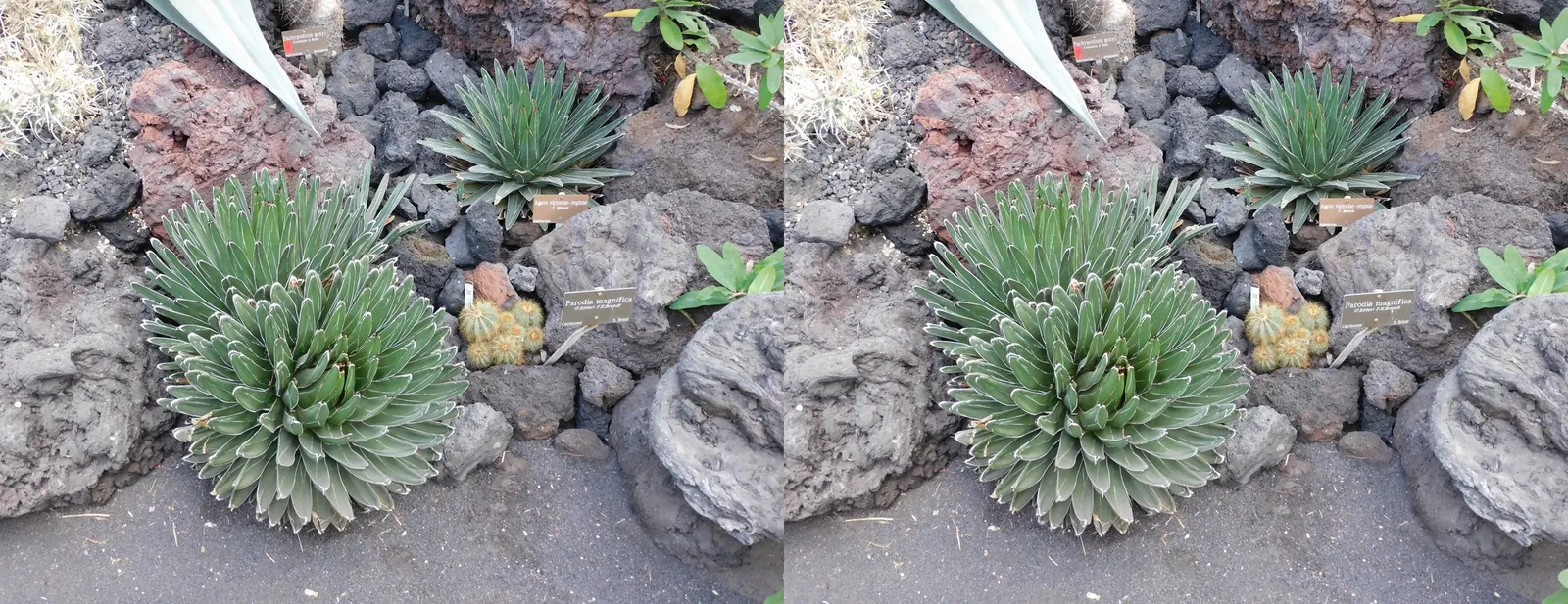 Balloon Cactus (Parodia Magnifica) — the Parodia magnifica must be protected or moved indoors when temperatures fall below 25 degrees Fahrenheit; its spherical