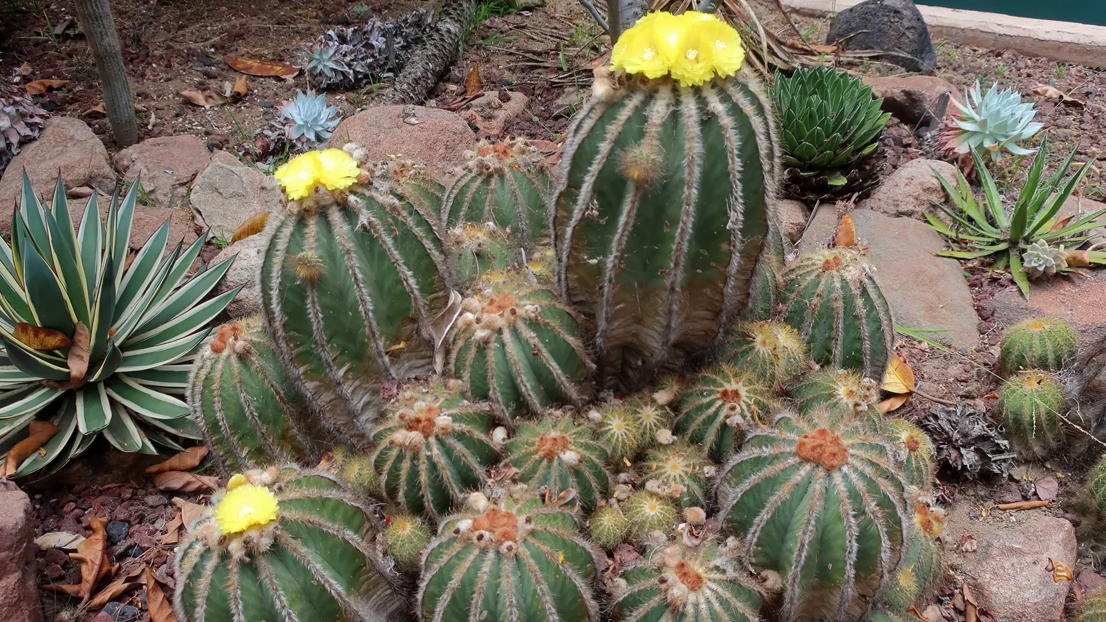 Balloon Cactus (Parodia Magnifica) — <br><br>For optimal growth; offering a lively burst of color atop the muted green spherical body