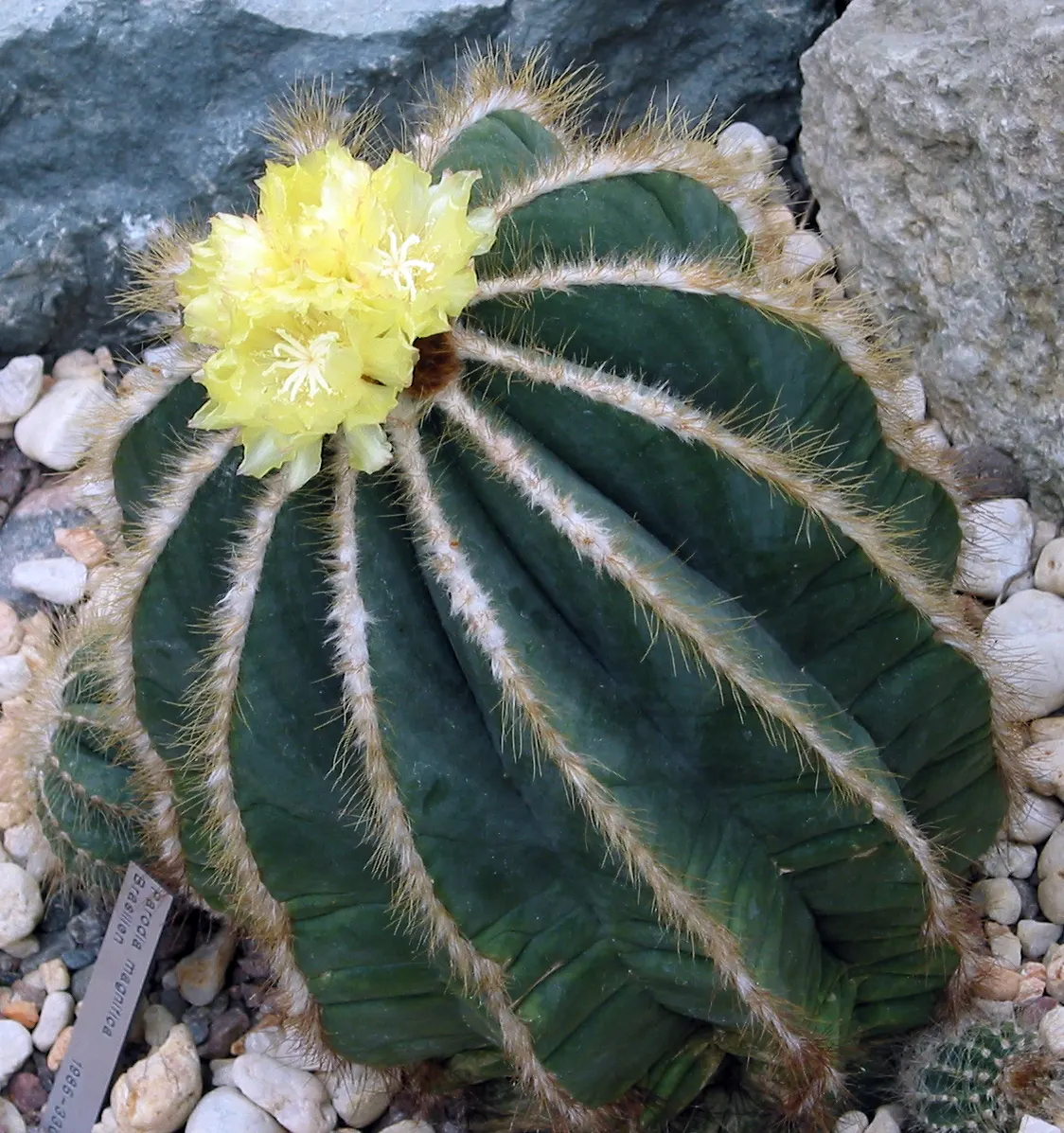 Balloon Cactus (Parodia Magnifica) — As it's not frost-tolerant; ideal for xeriscaping, this low-maintenance cacti boasts yellow flowers in summer