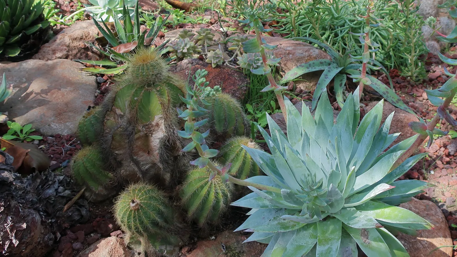 Balloon Cactus (Parodia Magnifica) — the Balloon Cactus will enhance any landscape design with its unique shape and alluring florals; cactus for full