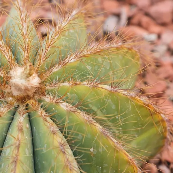 Balloon Cactus (Parodia Magnifica) — it requires full sunlight and should be planted in well-draining soil to prevent root rot; offering minimal care and