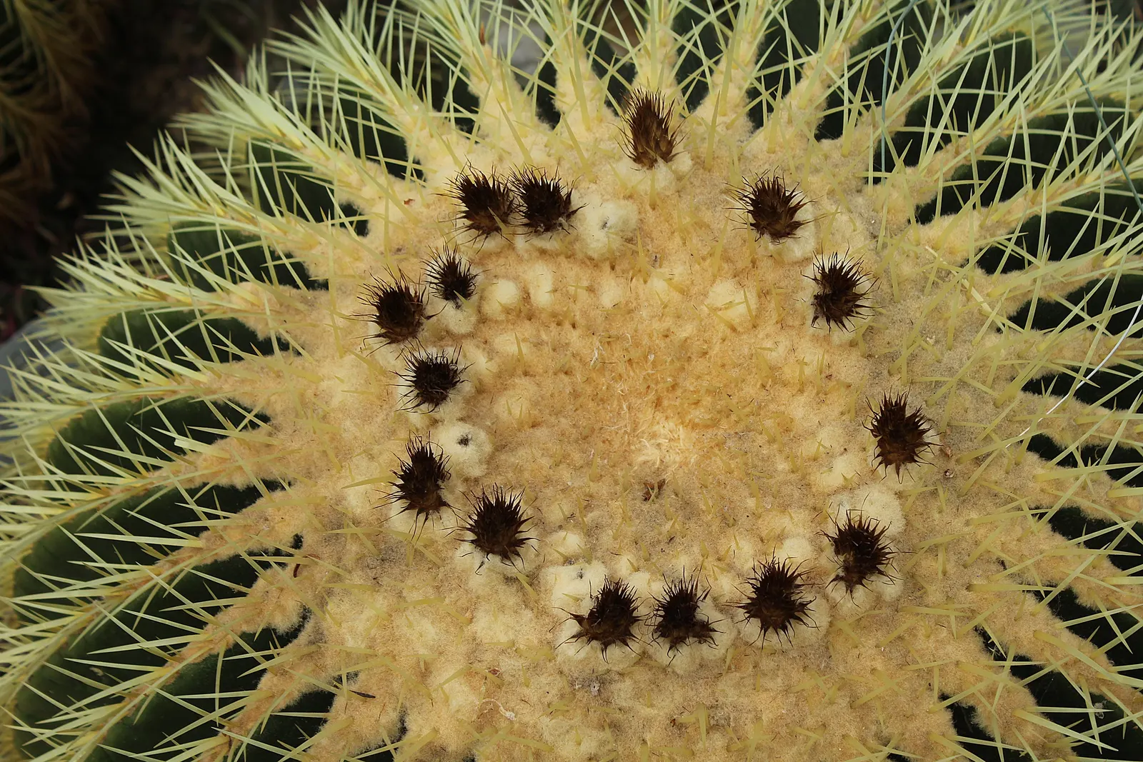 Balloon Cactus (Parodia Magnifica) — providing year-round interest with its prominent ribbed texture