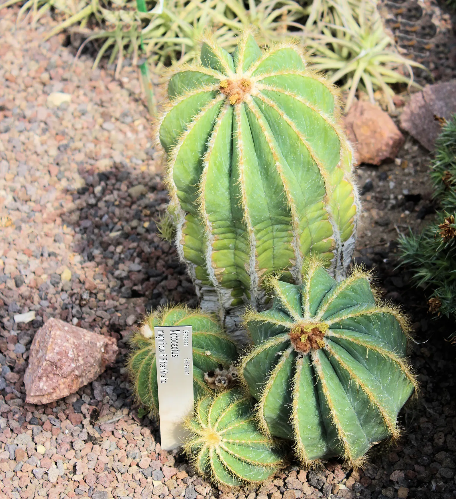 Balloon Cactus (Parodia Magnifica) — Its spherical form coupled with ribbed surfaces are an eye-catching feature