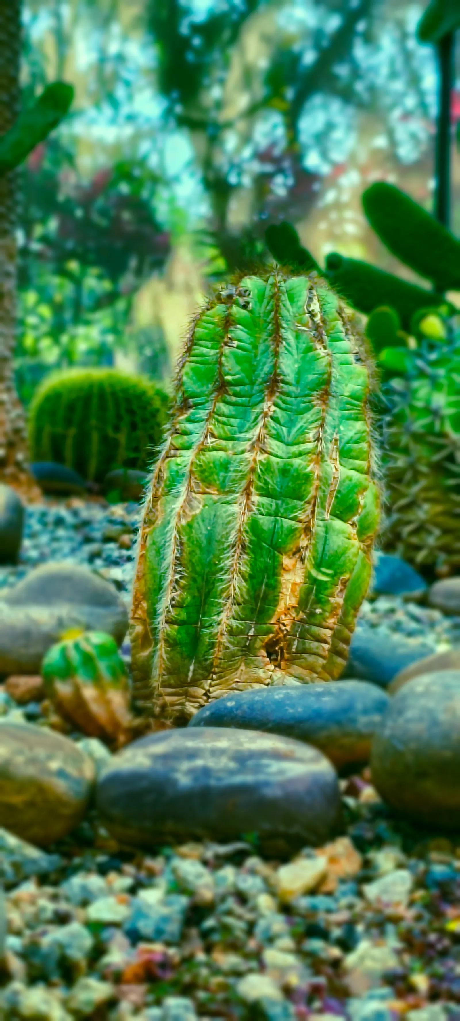 Balloon Cactus (Parodia Magnifica) — offering a lively burst of color atop the muted green spherical body; <br><br>For optimal growth