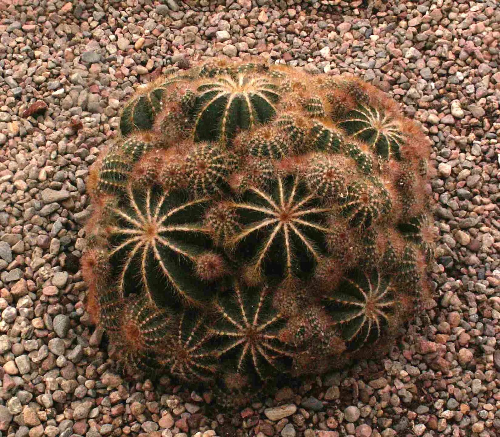 Balloon Cactus (Parodia Magnifica) — the Balloon Cactus is ideal for gardeners seeking low-maintenance and drought-tolerant plants; requires minimal water