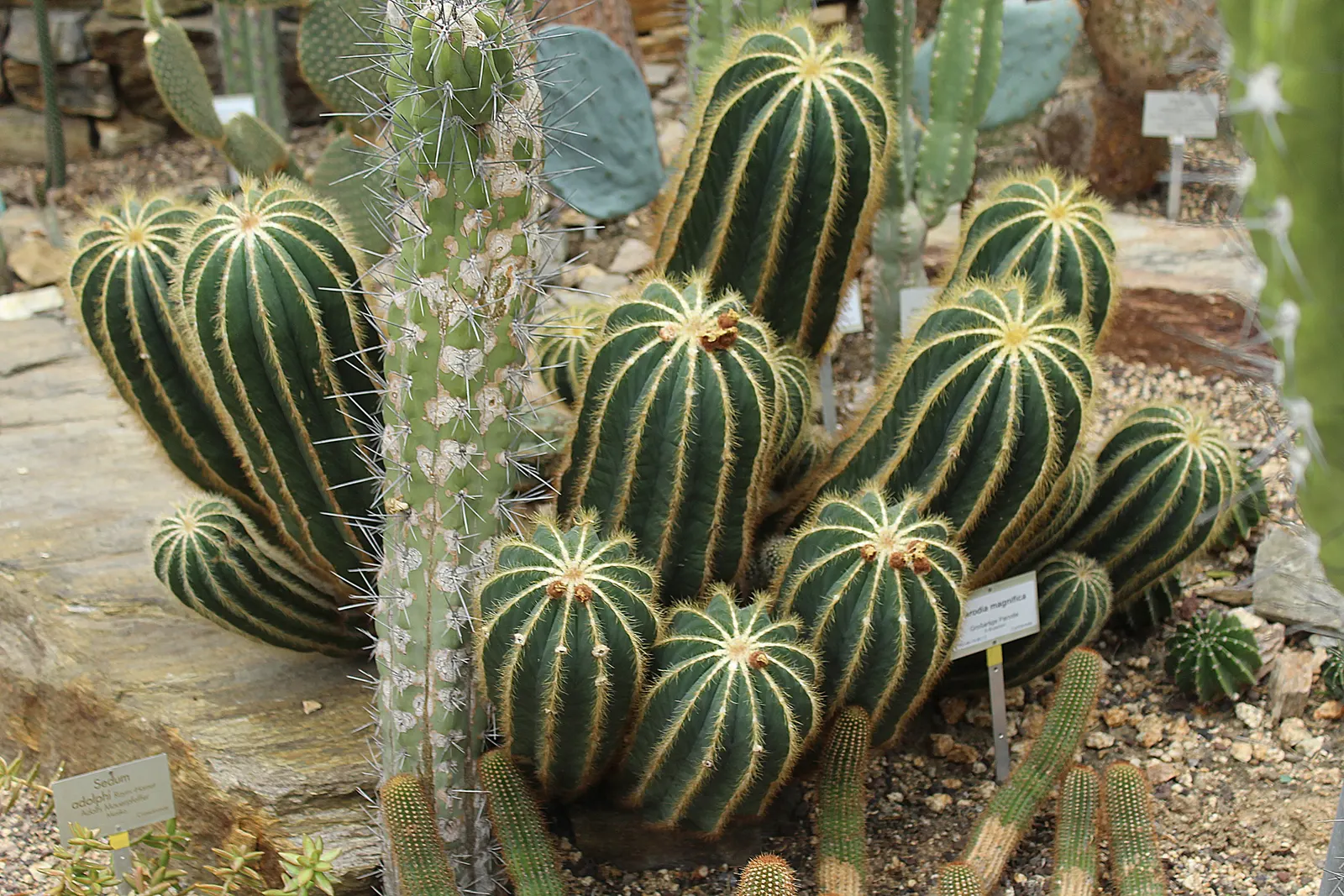 Balloon Cactus (Parodia Magnifica) — commonly referred to as the Balloon Cactus