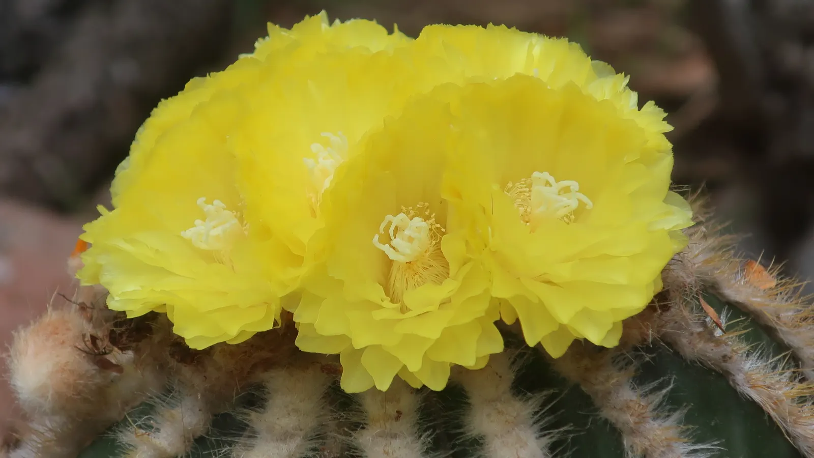 Balloon Cactus (Parodia Magnifica) — As a slow-growing species; cactus with yellow blooms