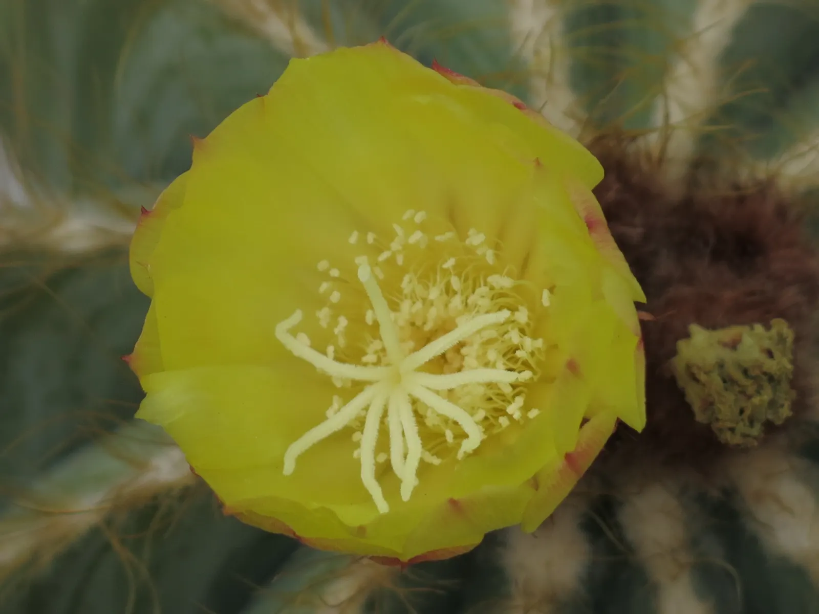 Balloon Cactus (Parodia Magnifica) — providing year-round interest with its prominent ribbed texture; hardiness zones 9-11 suit its growth