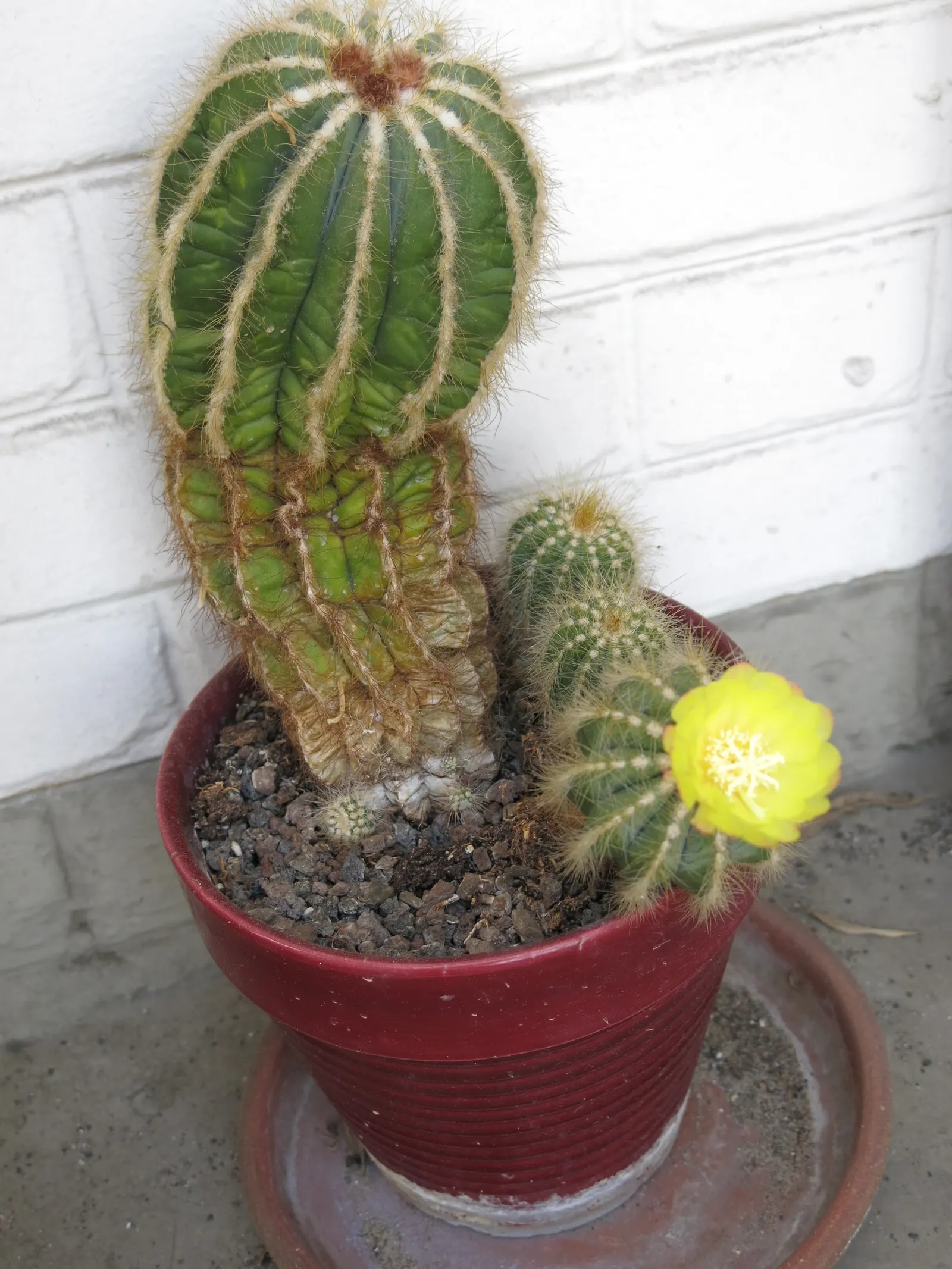 Balloon Cactus (Parodia Magnifica) — Adds a sculptural element to rock gardens or mixed succulent displays; yellow flowers in the garden