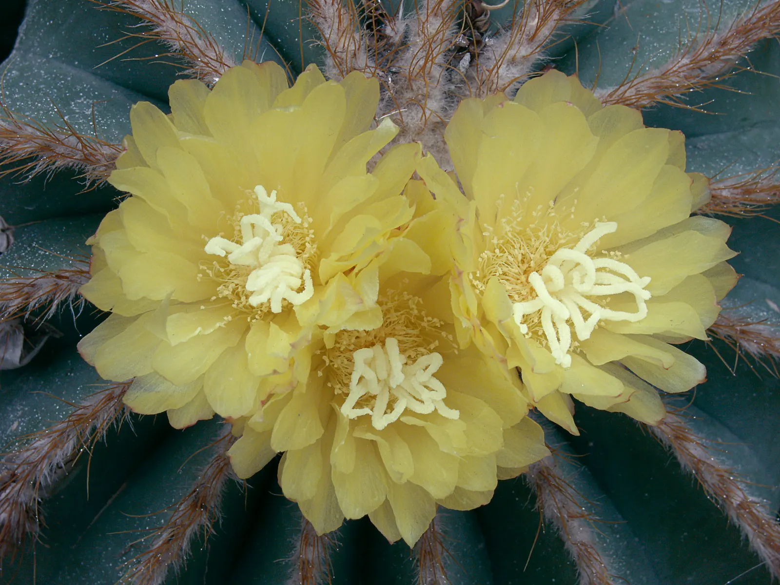 Balloon Cactus (Parodia Magnifica) — the Balloon Cactus will enhance any landscape design with its unique shape and alluring florals