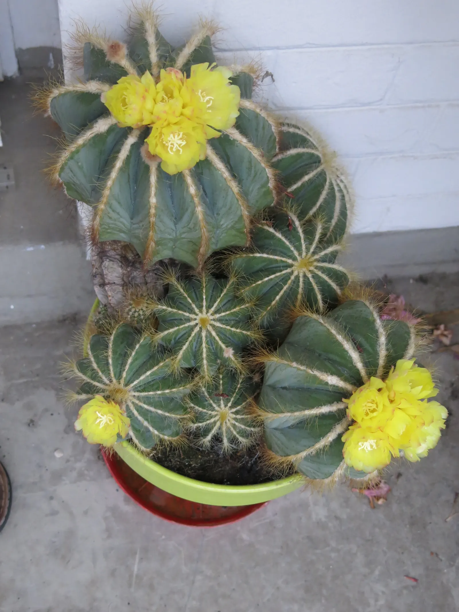 Balloon Cactus (Parodia Magnifica) — It thrives in full sun with well-draining soil; the Balloon Cactus (Parodia magnifica) is a spherical plant