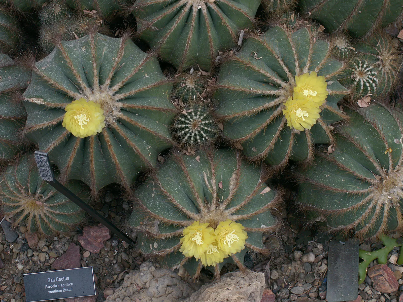 Balloon Cactus (Parodia Magnifica) — As it's not frost-tolerant