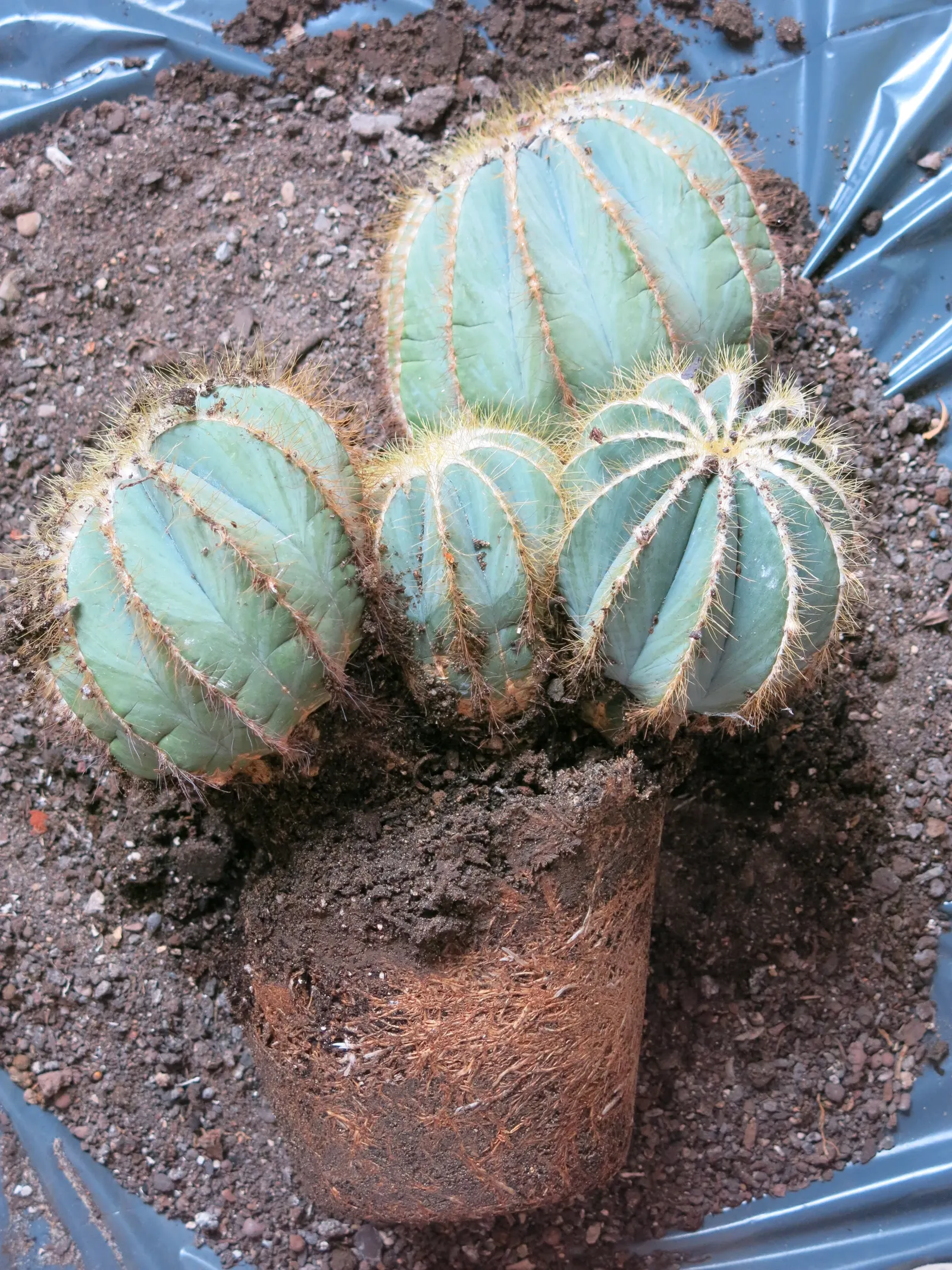 Balloon Cactus (Parodia Magnifica) — Ideal for xeriscaping, this low-maintenance cacti boasts yellow flowers in summer