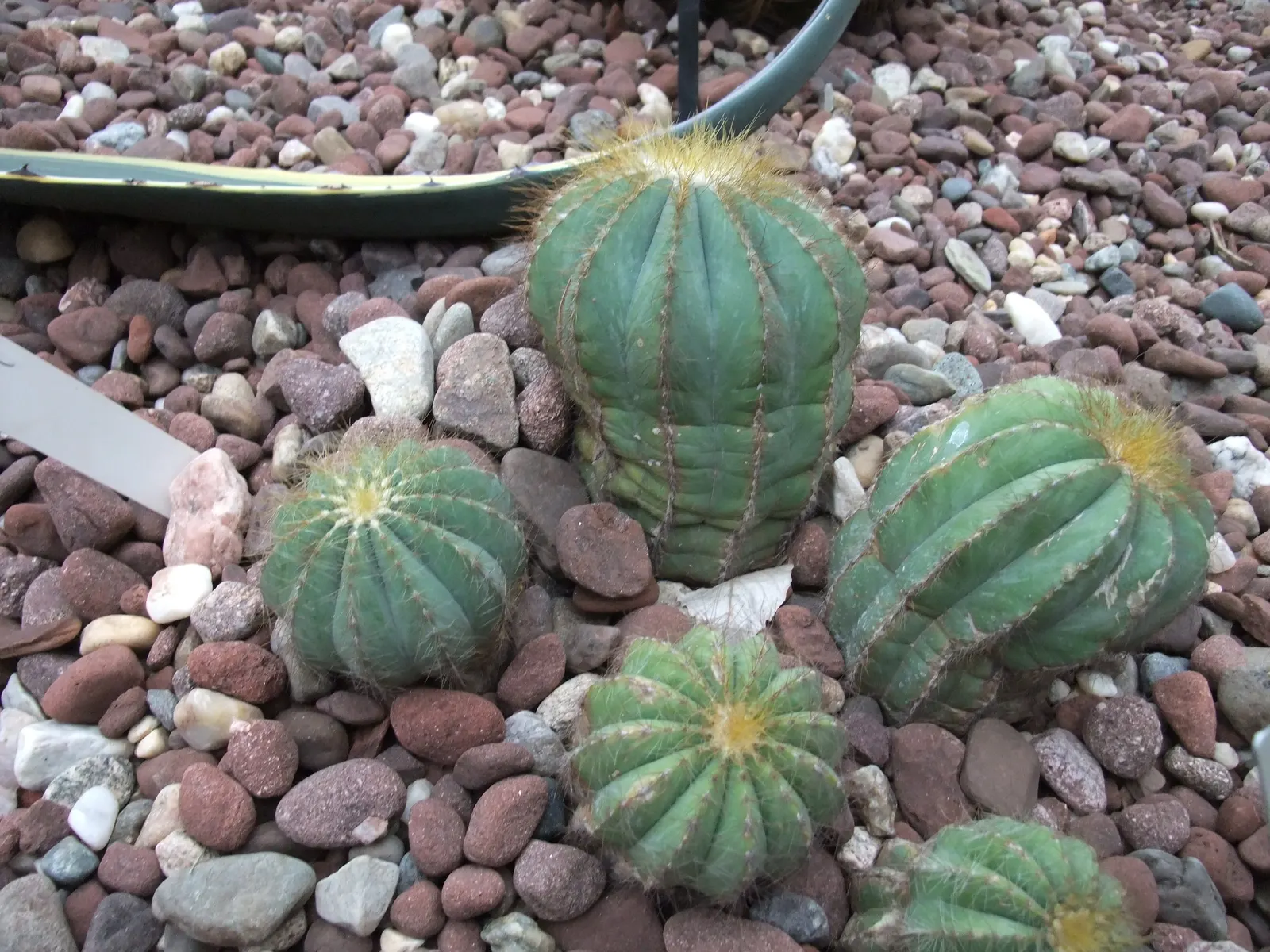 Balloon Cactus (Parodia Magnifica) — It thrives in full sun with well-draining soil