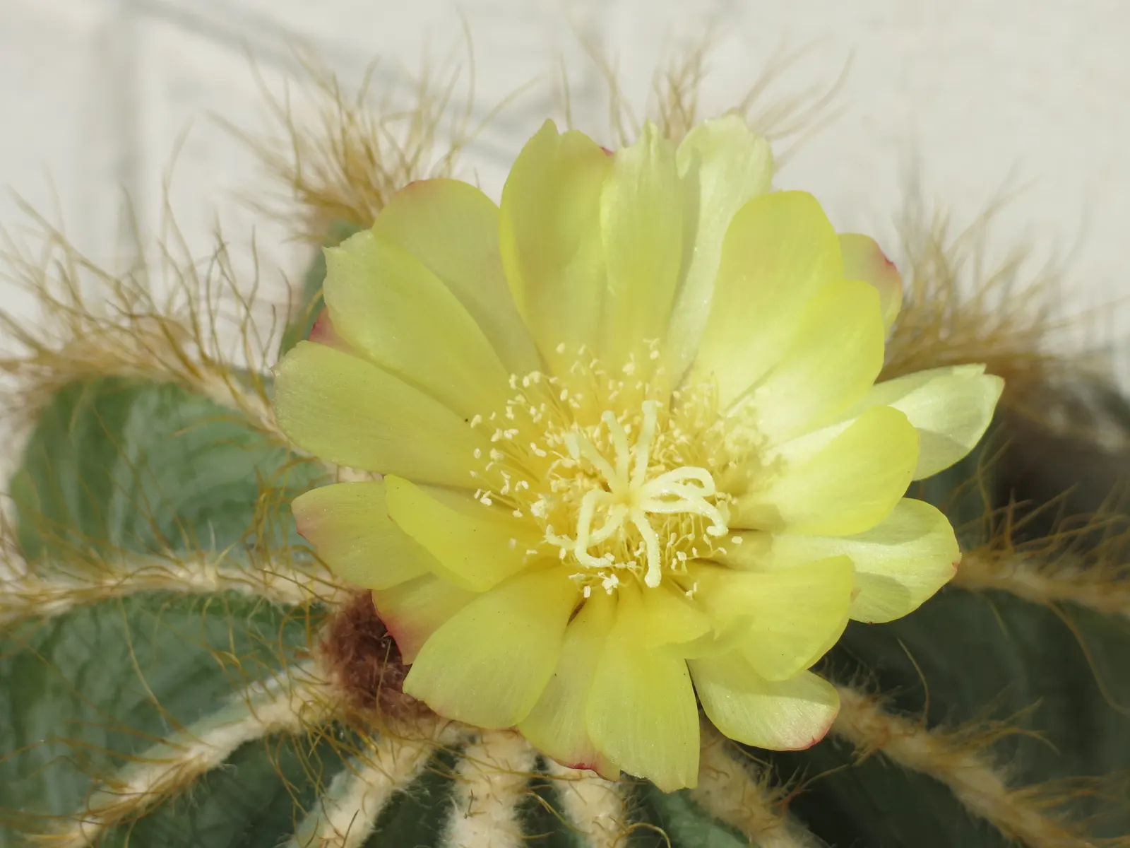 Balloon Cactus (Parodia Magnifica) — Requires minimal water, avoiding overwatering