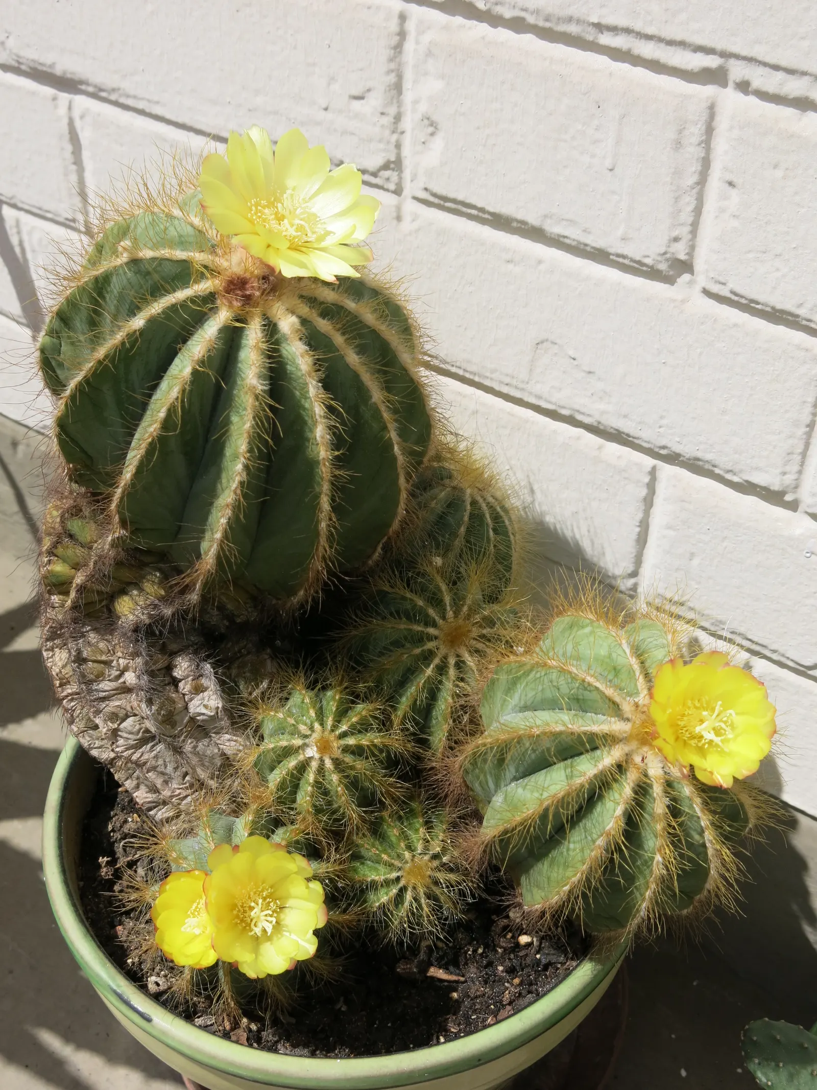Balloon Cactus (Parodia Magnifica) — These blossoms can reach up to 2 inches across