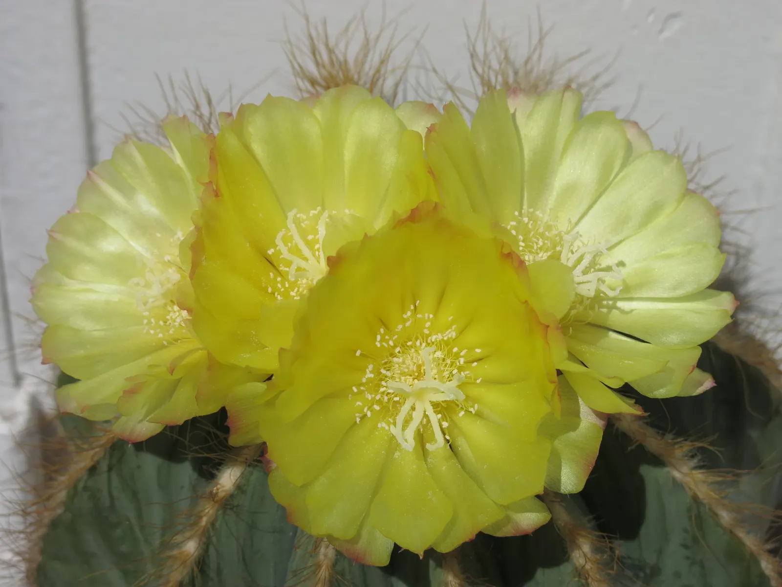 Balloon Cactus (Parodia Magnifica) — Hardiness zones 9-11 suit its growth; providing year-round interest with its prominent ribbed texture