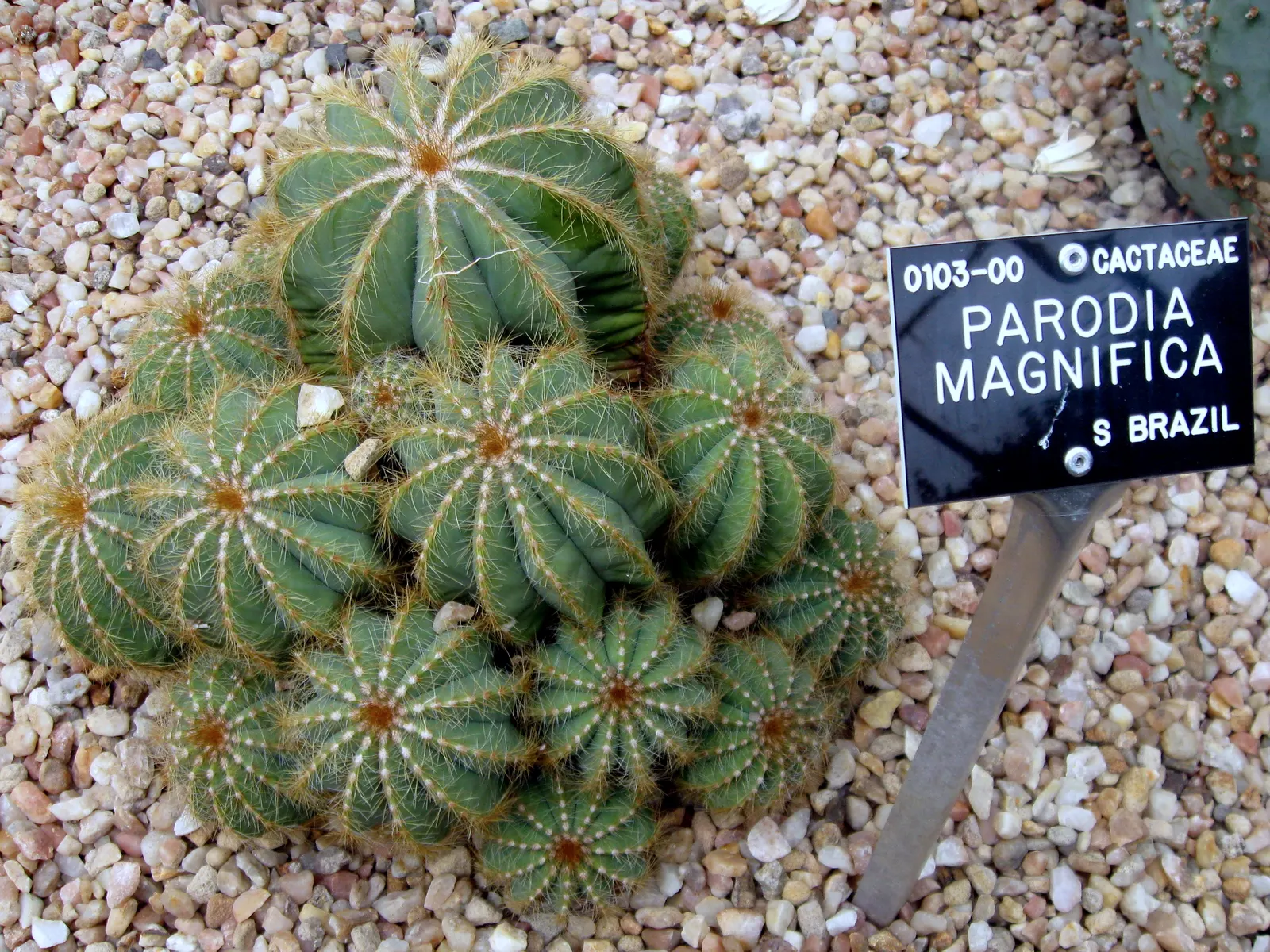 Balloon Cactus (Parodia Magnifica) — cactus with yellow blooms