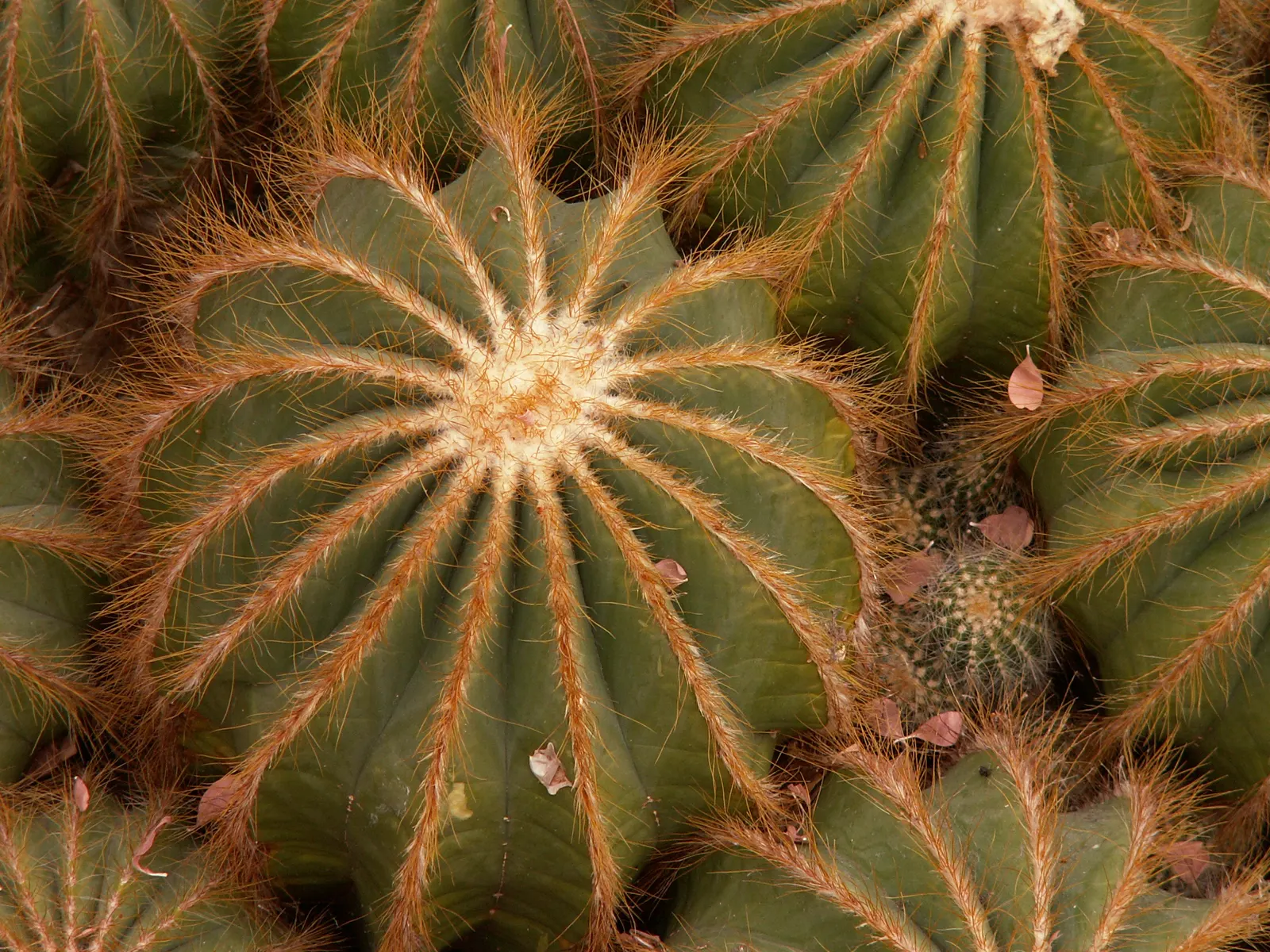 Balloon Cactus (Parodia Magnifica) — cactus for full