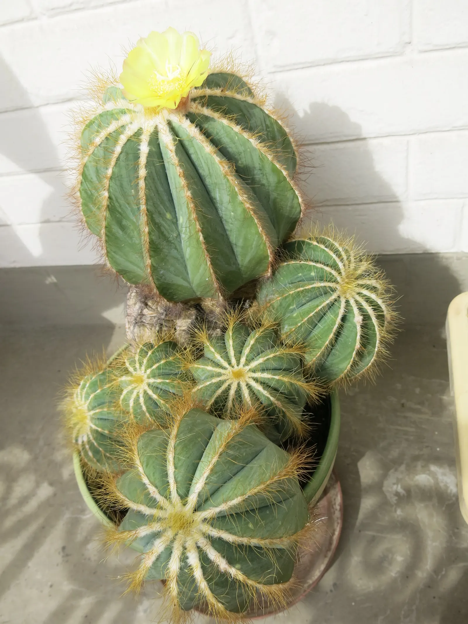 Balloon Cactus (Parodia Magnifica) — reaching 18 inches in height and 6 inches in diameter