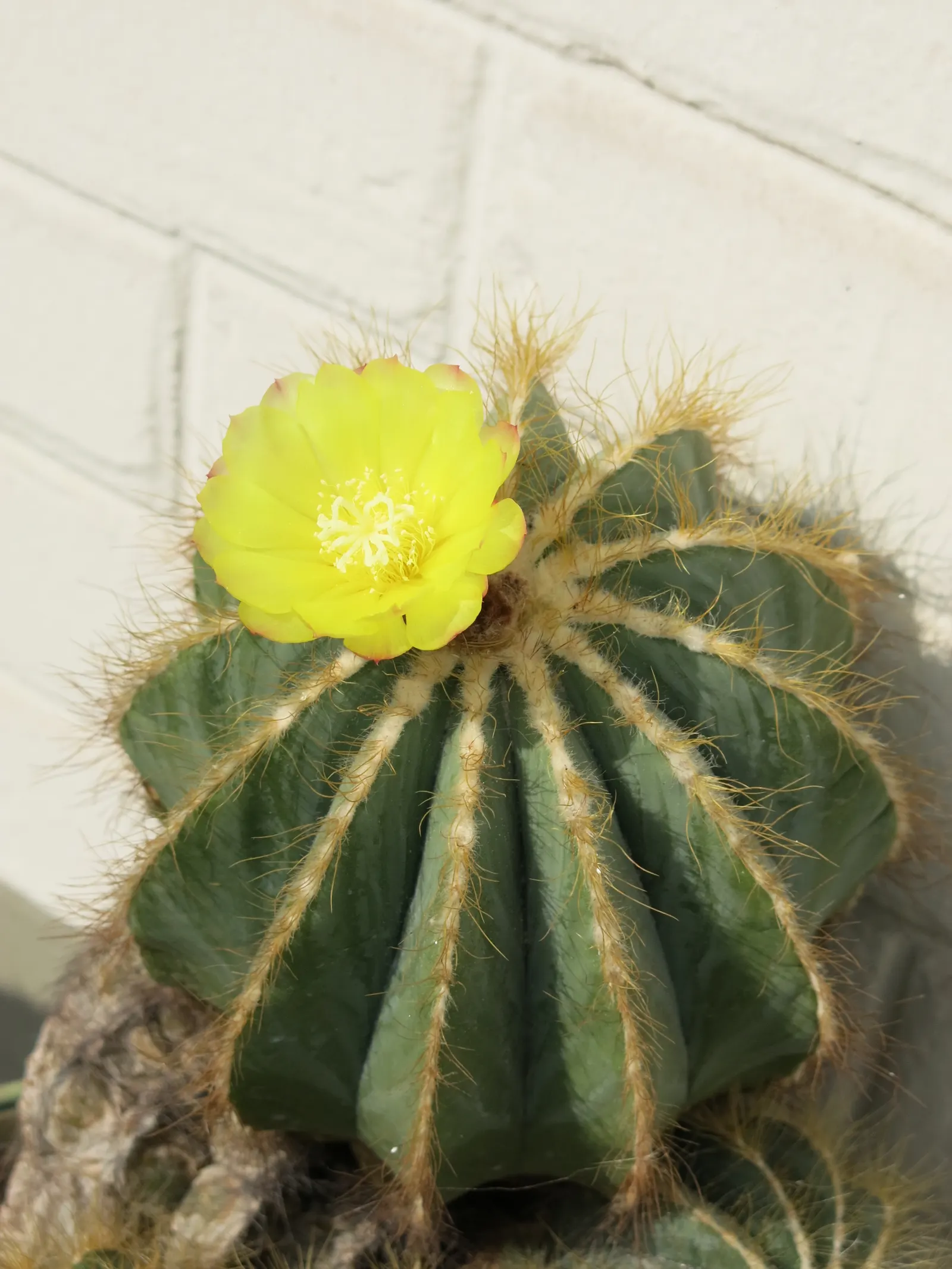 Balloon Cactus (Parodia Magnifica) — <br><br>For optimal growth