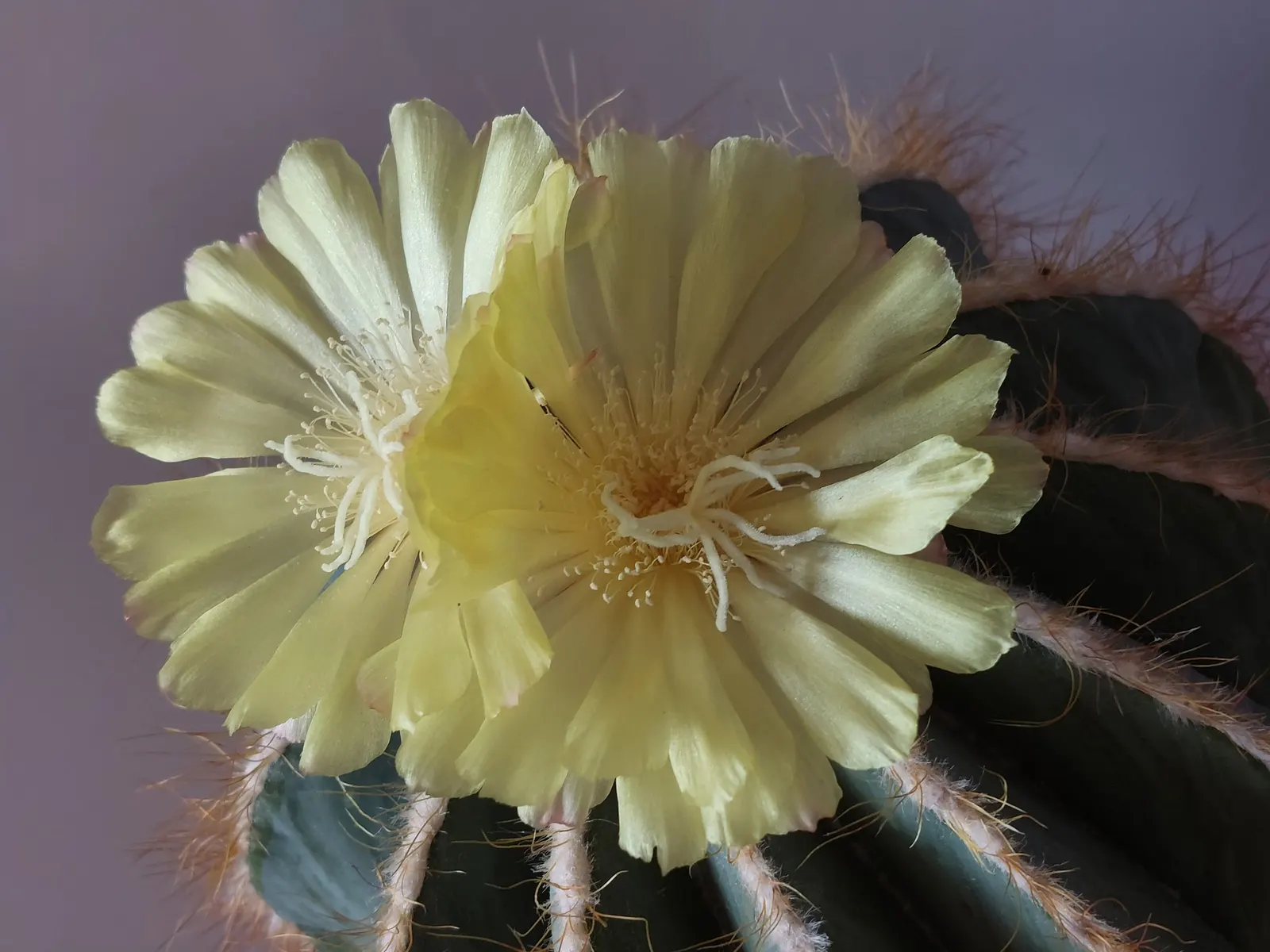 Balloon Cactus (Parodia Magnifica) — The Balloon Cactus (Parodia magnifica) is a spherical plant
