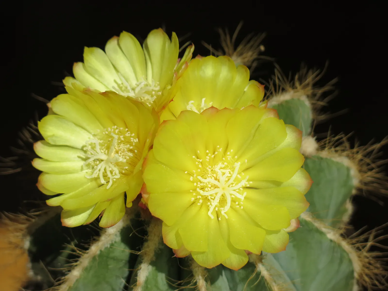 Balloon Cactus (Parodia Magnifica) — These blossoms can reach up to 2 inches across; commonly referred to as the Balloon Cactus