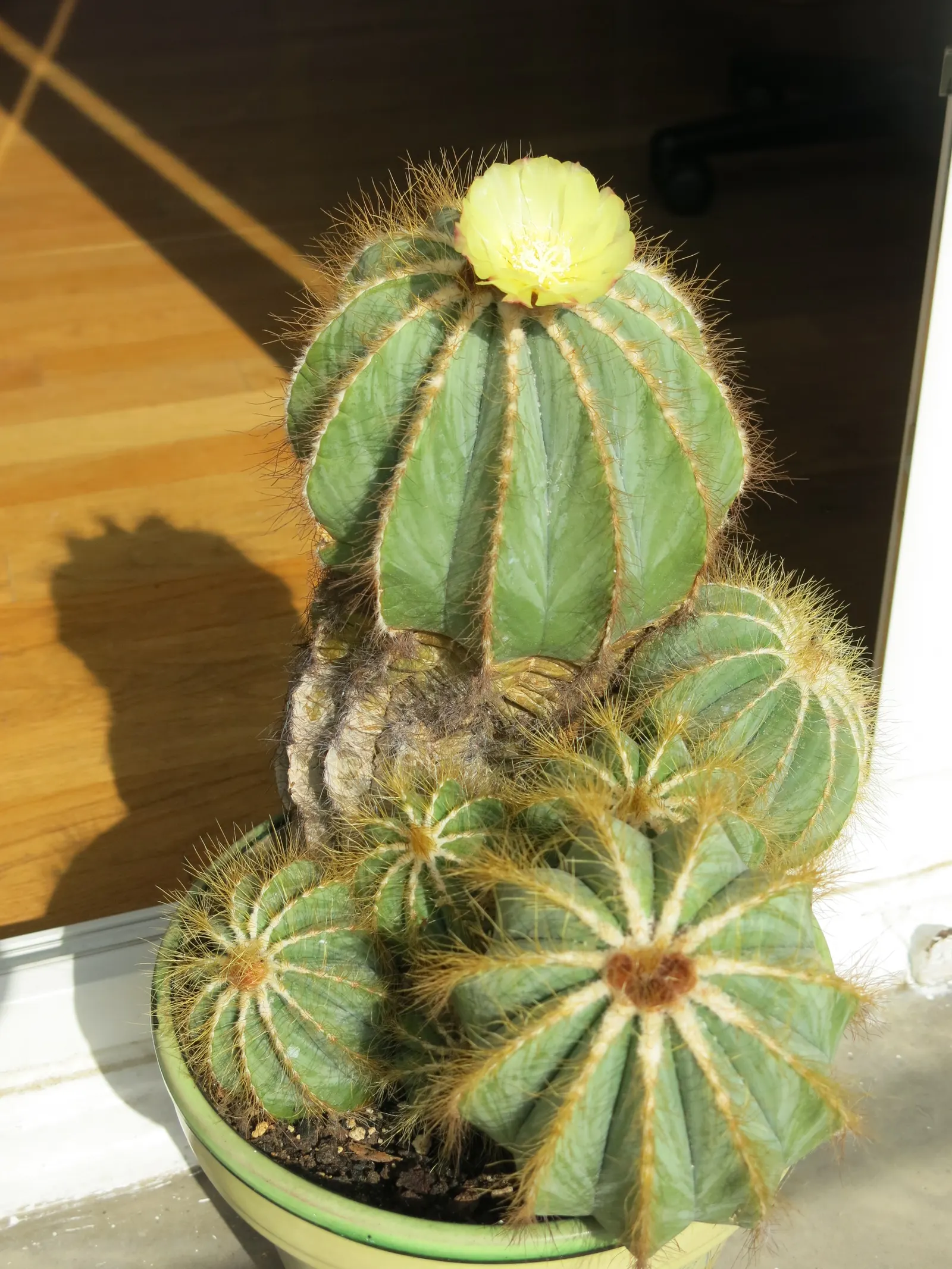 Balloon Cactus (Parodia Magnifica) — commonly referred to as the Balloon Cactus; these blossoms can reach up to 2 inches across