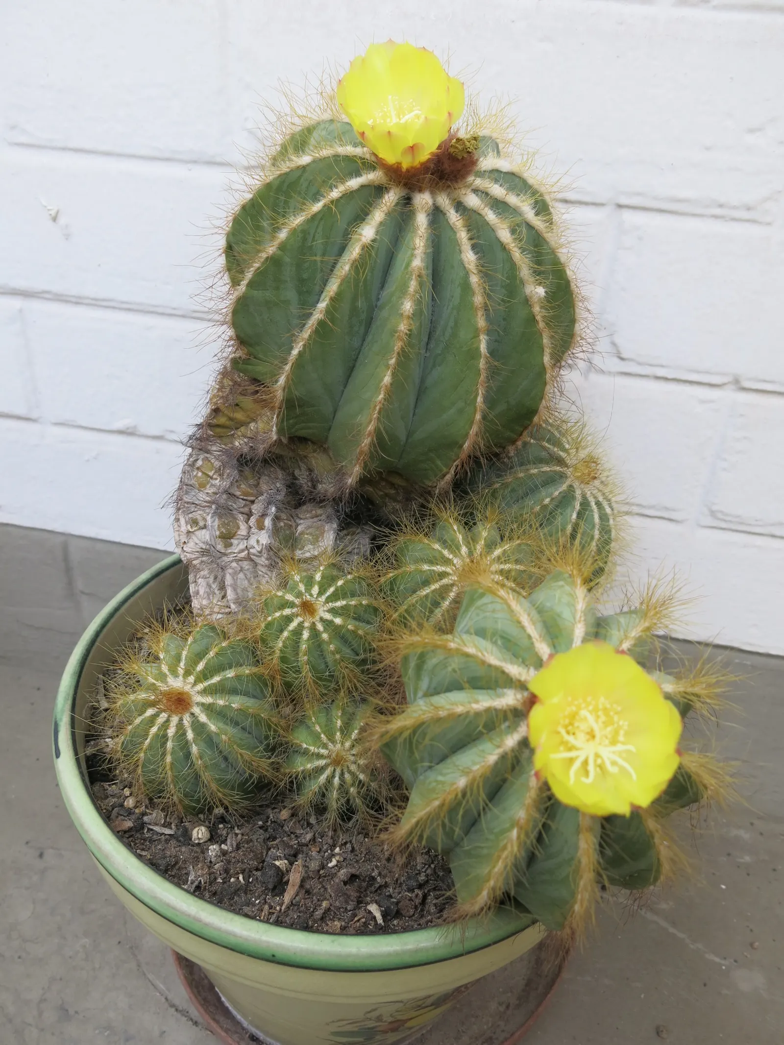 Balloon Cactus (Parodia Magnifica) — Requires minimal water, avoiding overwatering; the Balloon Cactus is ideal for gardeners seeking low-maintenance and
