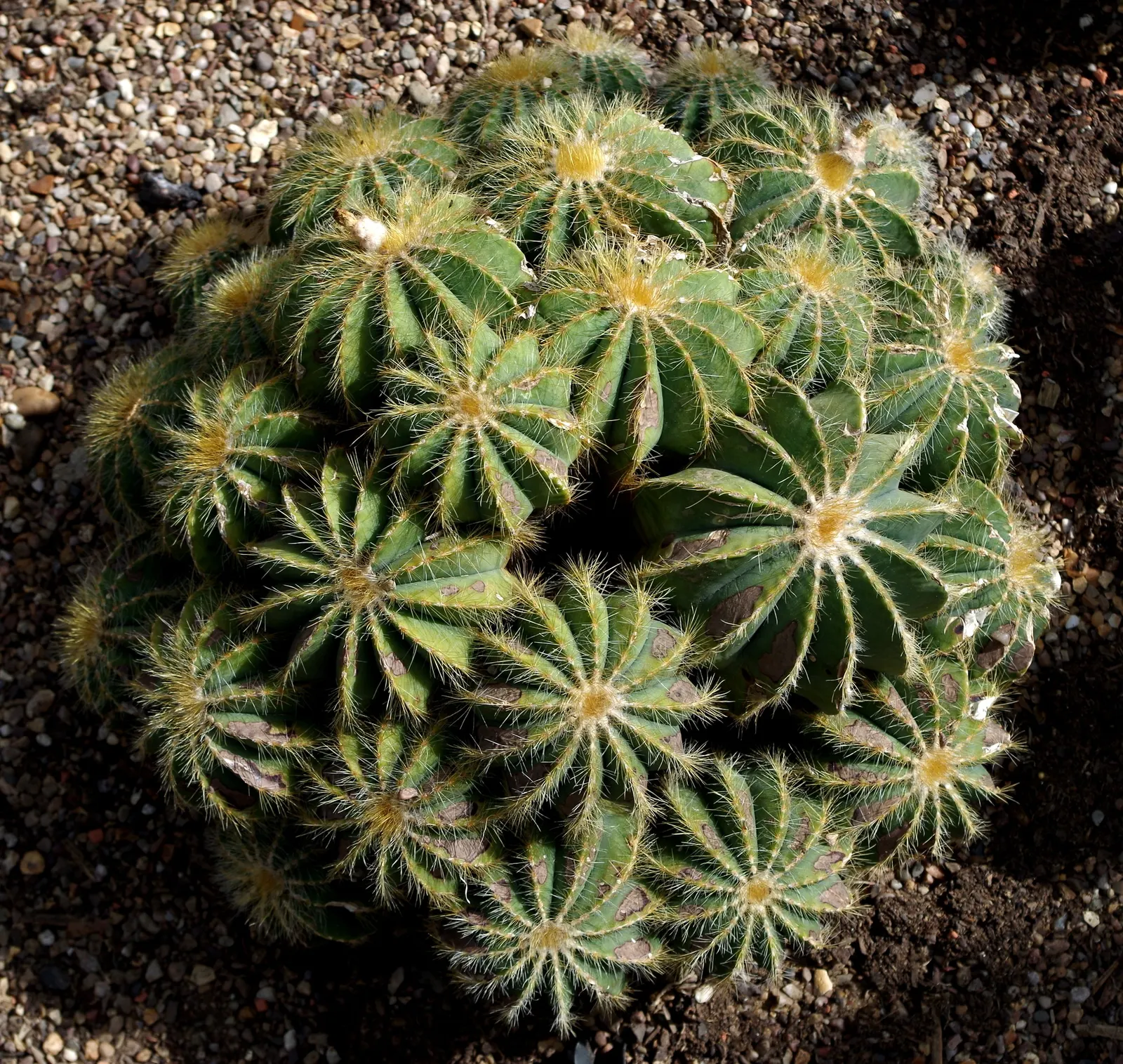Balloon Cactus (Parodia Magnifica) — The Balloon Cactus (Parodia magnifica) is a spherical plant; it thrives in full sun with well-draining soil