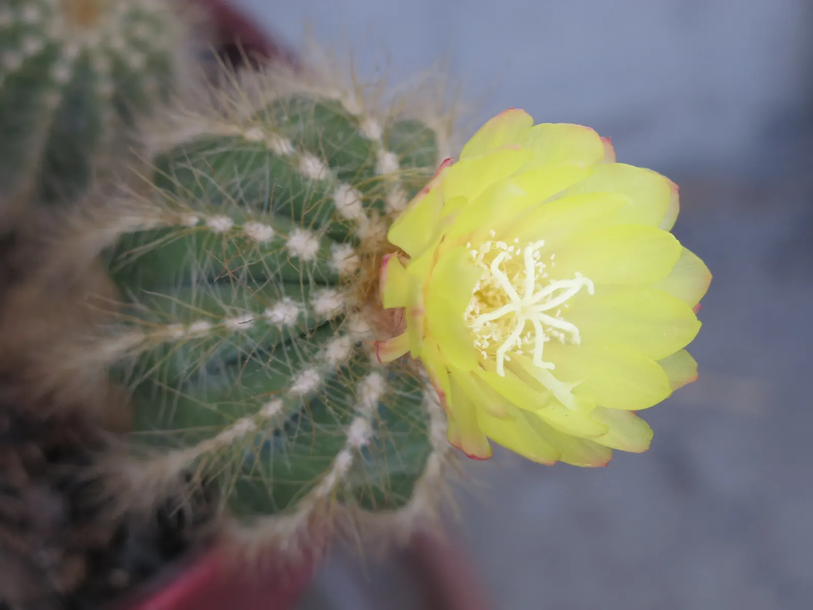 Balloon Cactus (Parodia Magnifica) — growing to a height of around 6 to 12 inches and spreading approximately 4 to 6 inches in diameter; reaching 18 inches in
