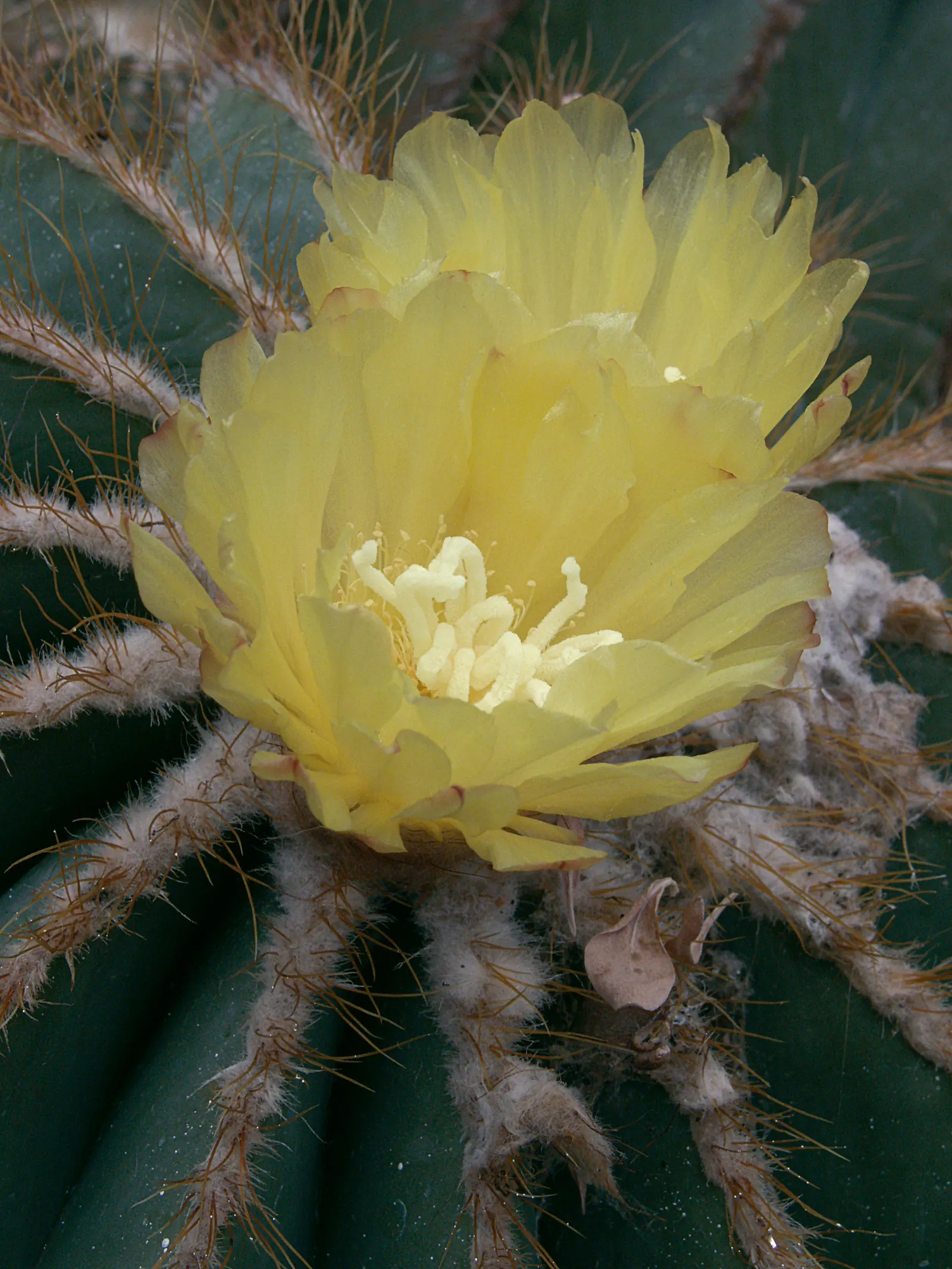 Balloon Cactus (Parodia Magnifica) — the Parodia magnifica must be protected or moved indoors when temperatures fall below 25 degrees Fahrenheit