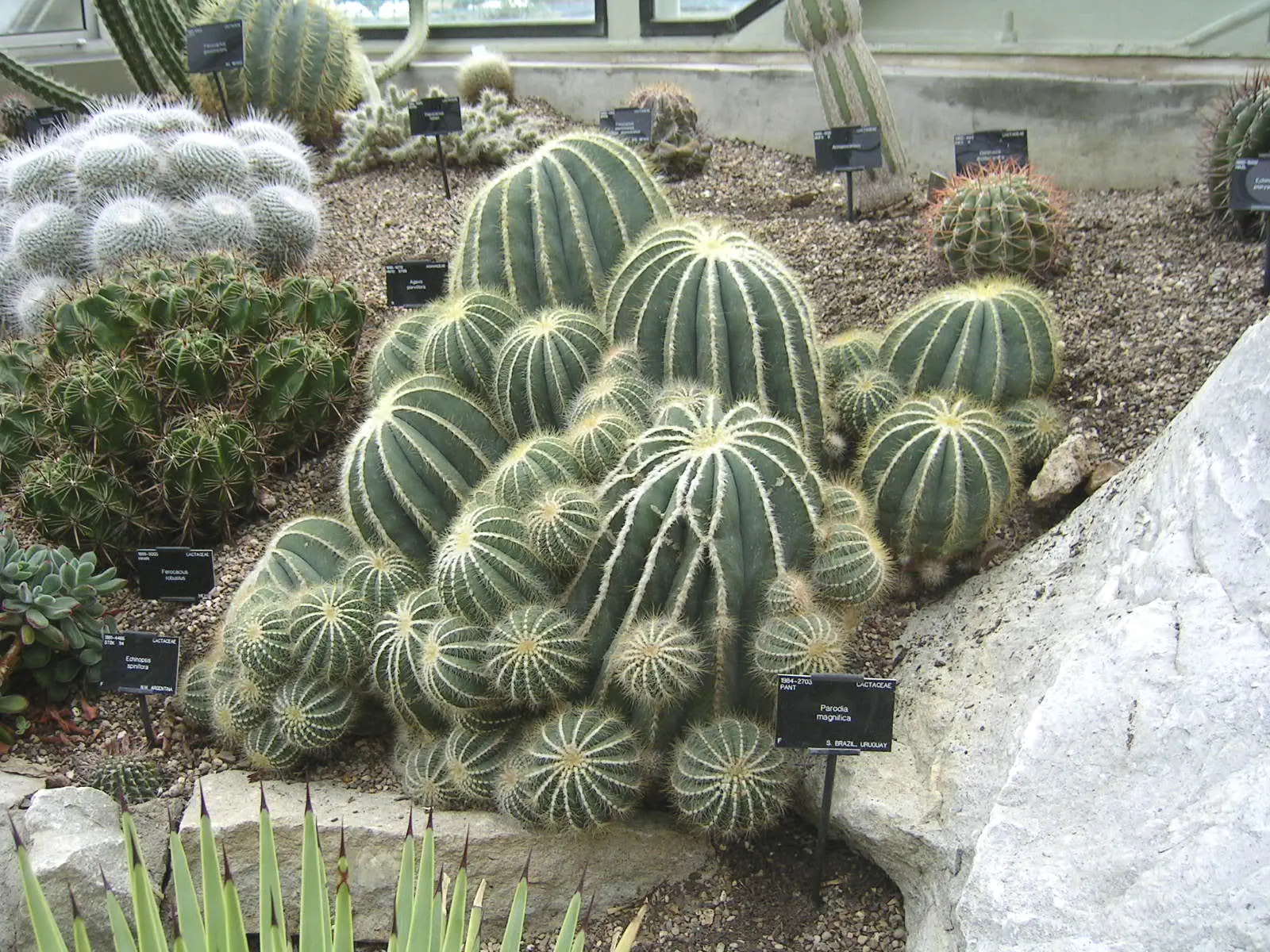 Balloon Cactus (Parodia Magnifica) — the Balloon Cactus is ideal for gardeners seeking low-maintenance and drought-tolerant plants