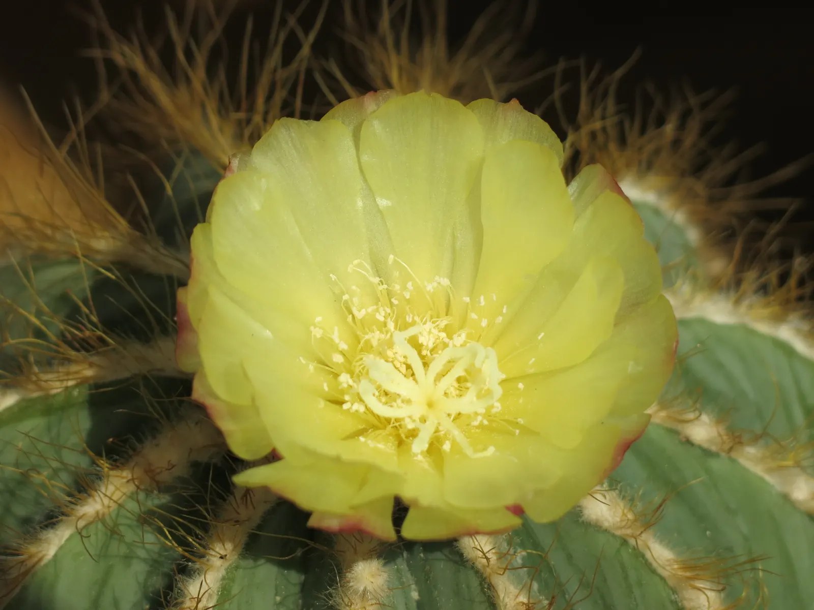 Balloon Cactus (Parodia Magnifica) — Ideal for xeriscaping, this low-maintenance cacti boasts yellow flowers in summer; as it's not frost-tolerant