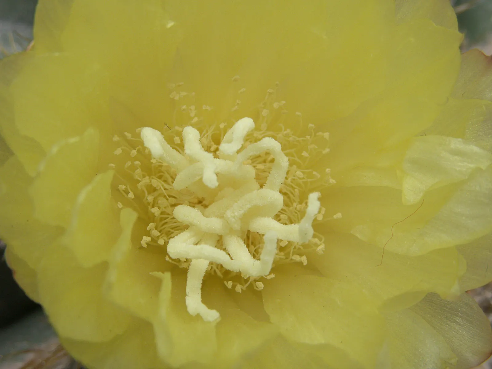Balloon Cactus (Parodia Magnifica) — Offering minimal care and maximum impact