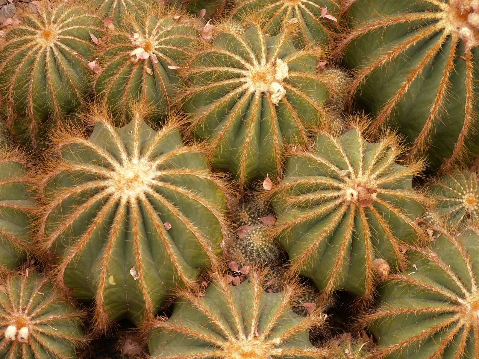 Balloon Cactus (Parodia Magnifica) — reaching 18 inches in height and 6 inches in diameter; growing to a height of around 6 to 12 inches and spreading
