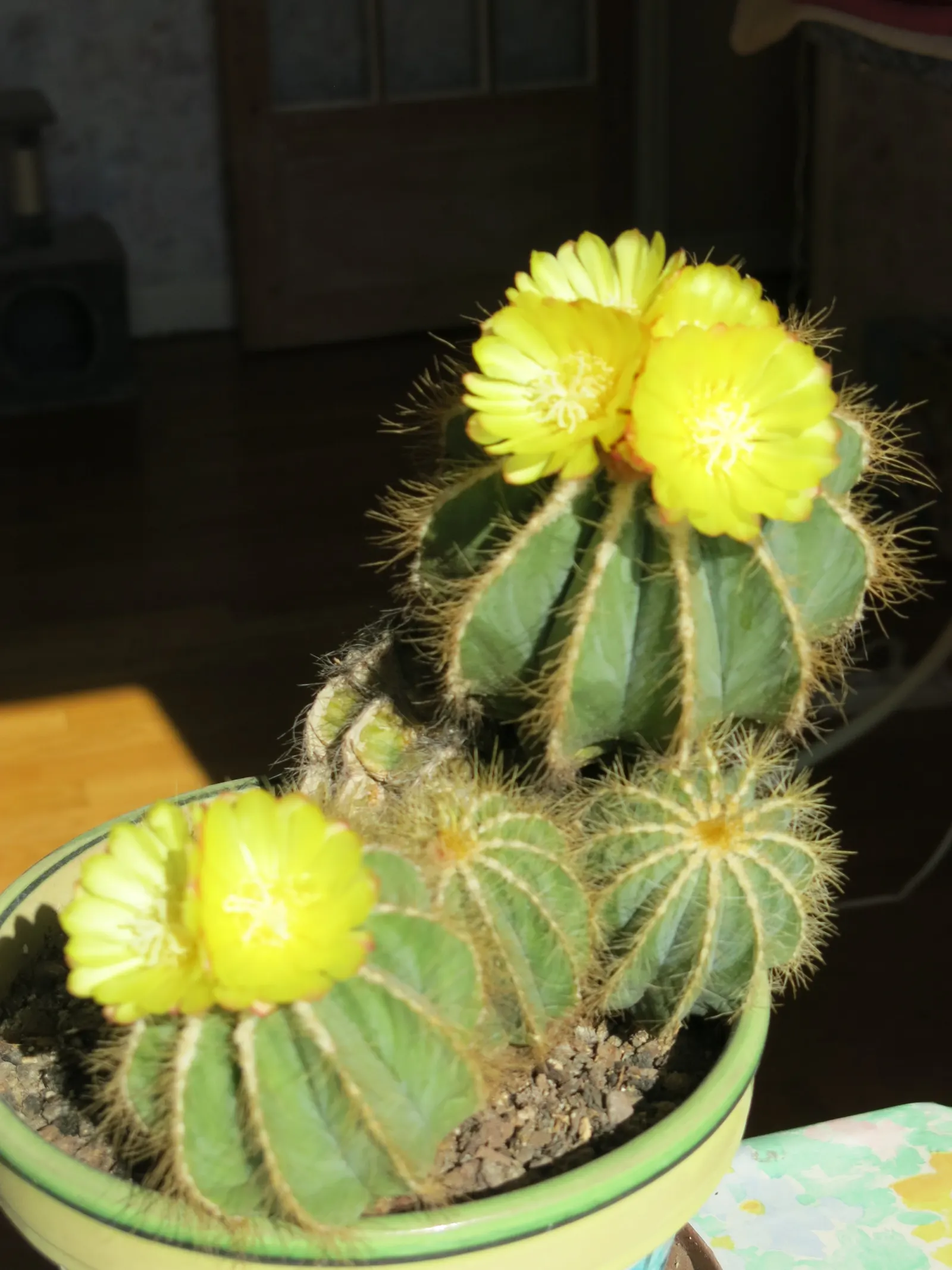 Balloon Cactus (Parodia Magnifica) — it requires full sunlight and should be planted in well-draining soil to prevent root rot