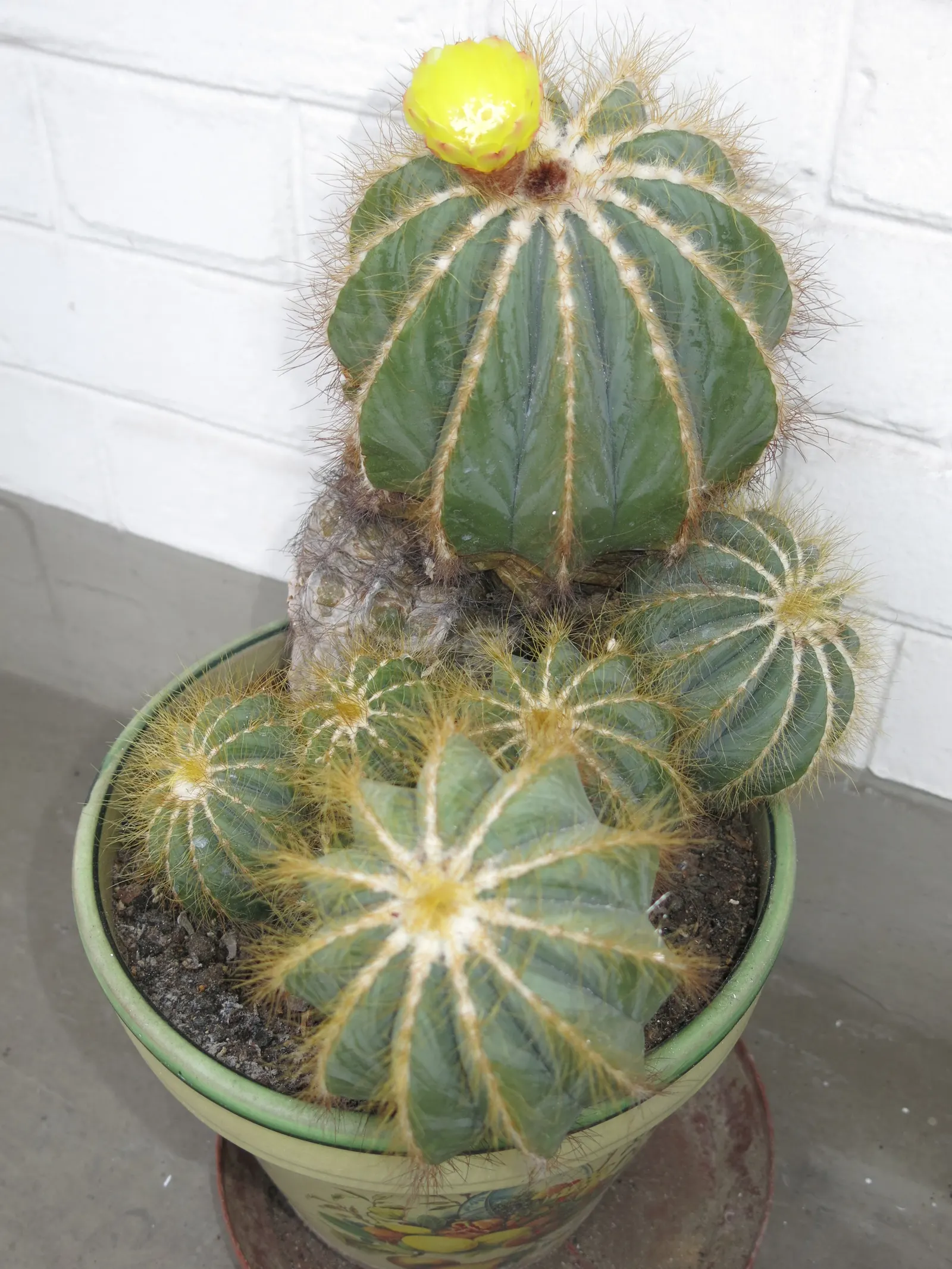 Balloon Cactus (Parodia Magnifica) — growing to a height of around 6 to 12 inches and spreading approximately 4 to 6 inches in diameter