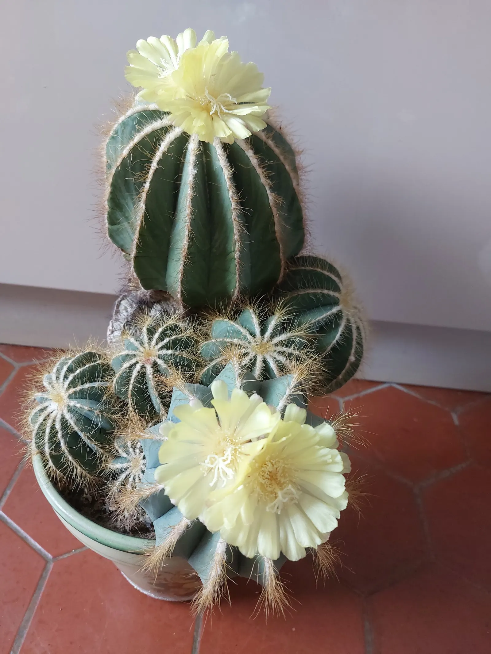 Balloon Cactus (Parodia Magnifica) — offering a lively burst of color atop the muted green spherical body