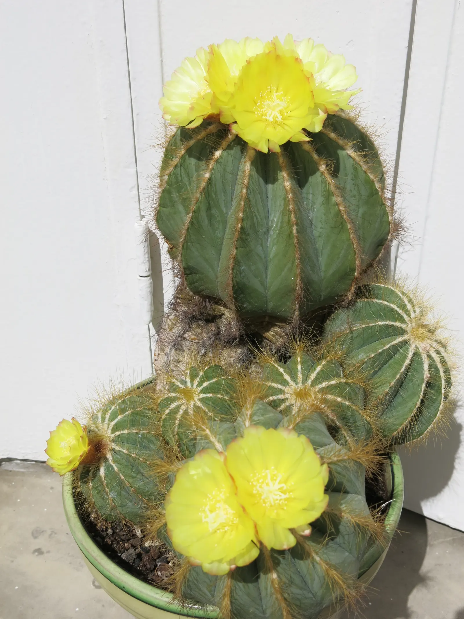 Balloon Cactus (Parodia Magnifica) — Adds a sculptural element to rock gardens or mixed succulent displays