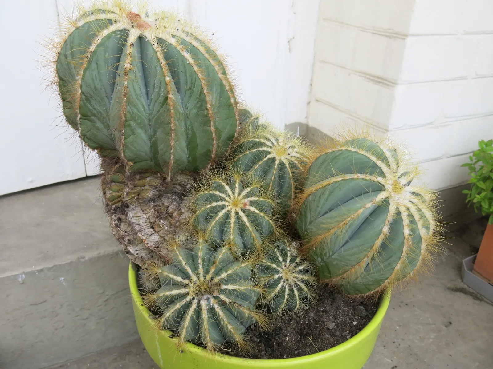 Balloon Cactus (Parodia Magnifica) — Its spherical form coupled with ribbed surfaces are an eye-catching feature; the Parodia magnifica must be protected or