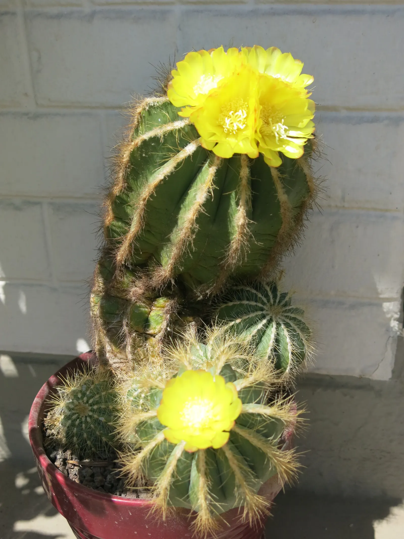 Balloon Cactus (Parodia Magnifica) — Hardiness zones 9-11 suit its growth