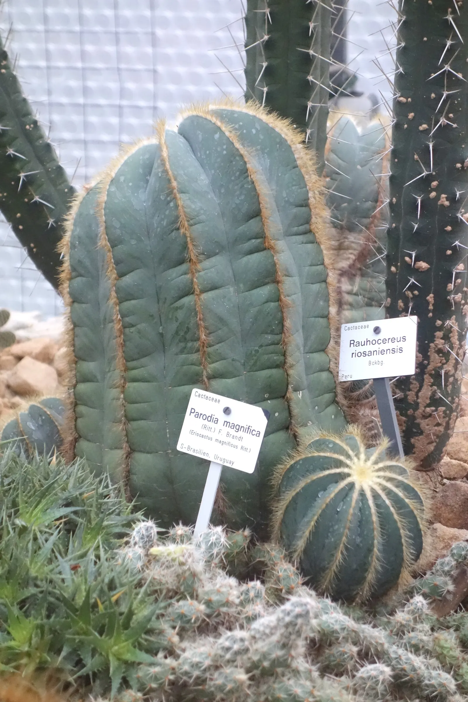 Balloon Cactus (Parodia Magnifica) — yellow flowers in the garden