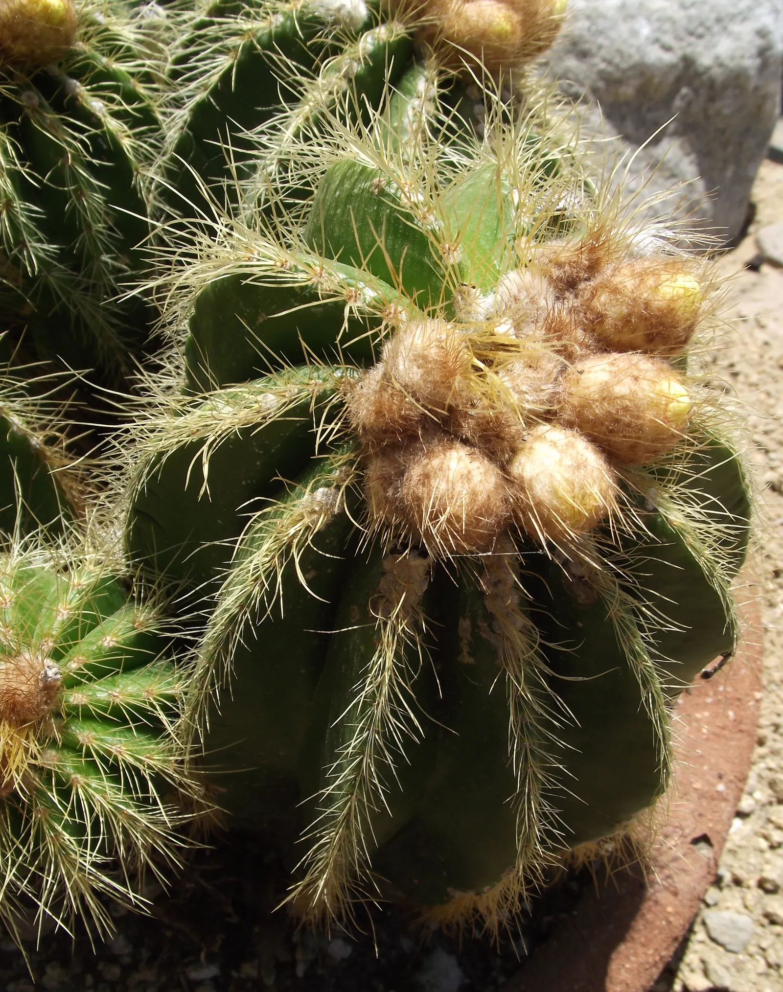 Balloon Cactus (Parodia Magnifica) — As a slow-growing species