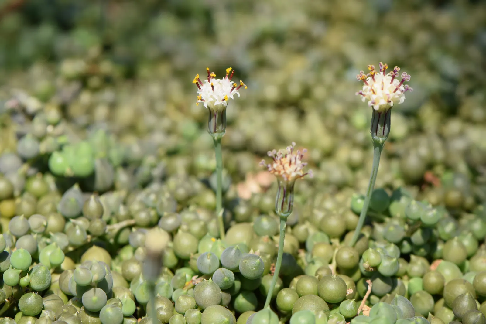 String Of Pearls (Senecio Rowleyanus) — brush-like white to pale yellow flowers may blossom in spring or summer
