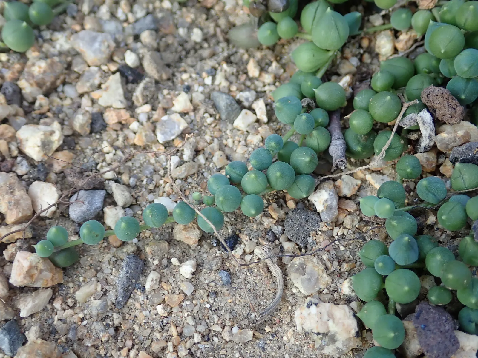 String Of Pearls (Senecio Rowleyanus) — botanically termed Senecio rowleyanus