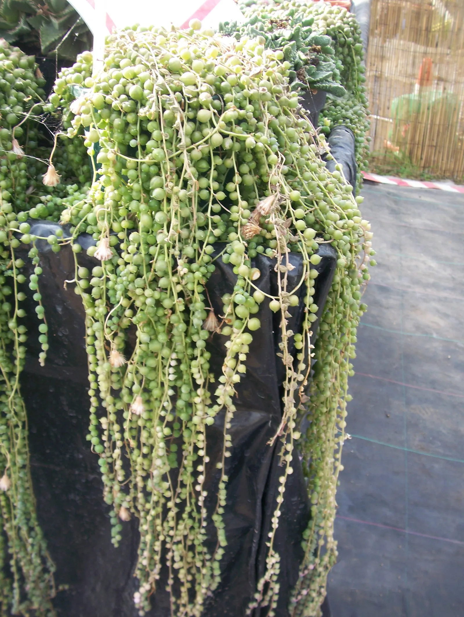 String Of Pearls (Senecio Rowleyanus) — with each spherical leaf reaching about a quarter inch in diameter