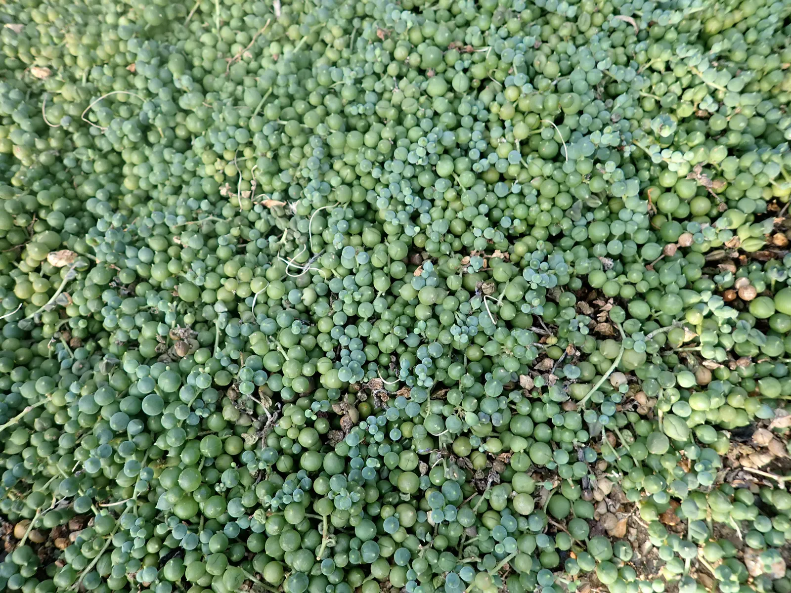 String Of Pearls (Senecio Rowleyanus) — presents a captivating spectacle with its cascading tendrils adorned with pearl-like leaves