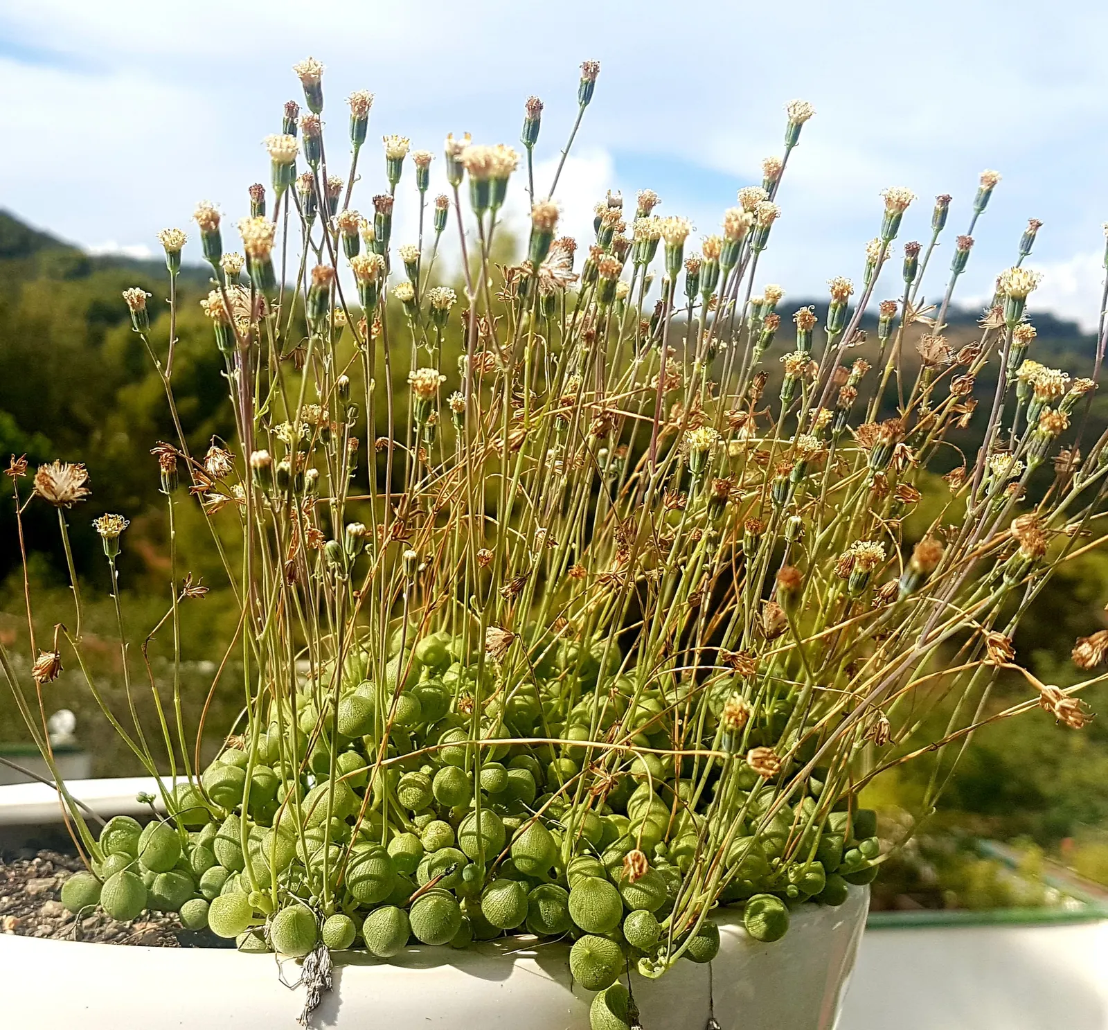 String Of Pearls (Senecio Rowleyanus) — white flowers in the garden